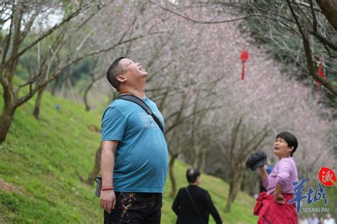 广東為什麼會有梅花